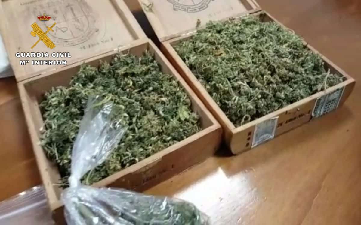 cogollos_marihuana