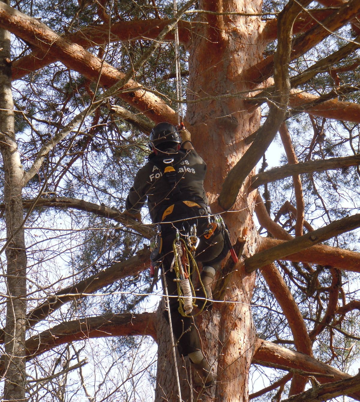 Medio Ambiente colabora con GREFA en el proyecto de reintroducción del buitre negro en la Sierra de la Demanda 1