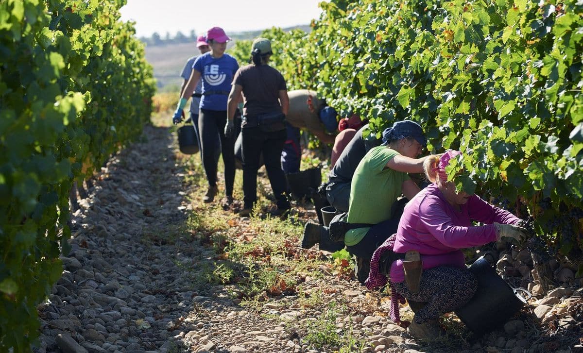 El Grupo La Rioja Alta, S.A. finaliza una vendimia "precoz, muy corta y de magnífica calidad" 1 El Grupo La Rioja Alta, S.A. finaliza una vendimia "precoz, muy corta y de magnífica calidad" 1