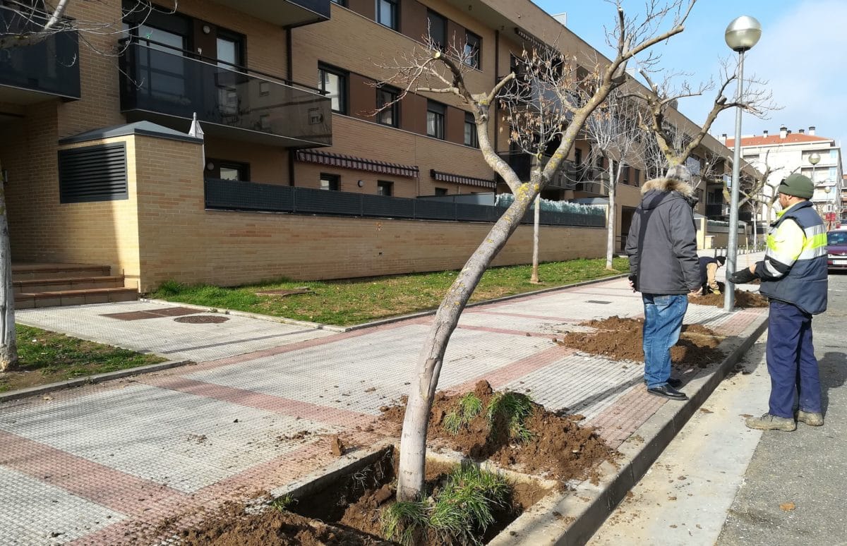 El Ayuntamiento de Haro comienza con la sustitución de los árboles de Antonio Larrea 2