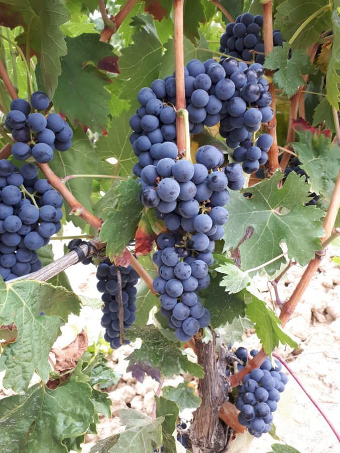 Una cosecha para grandes vinos 12