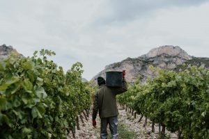 Vendimia en Viña Pomal