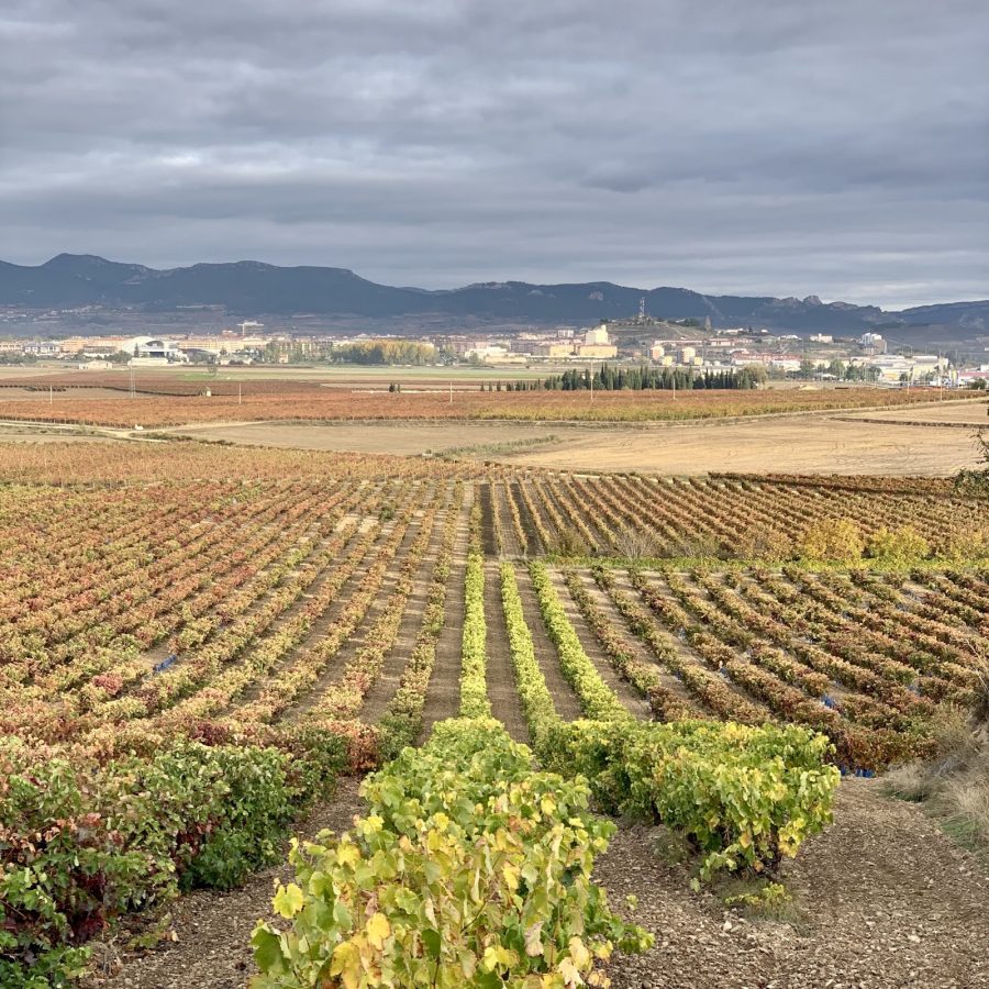 'Racimas', restos de vendimia en La Rioja Alta 2