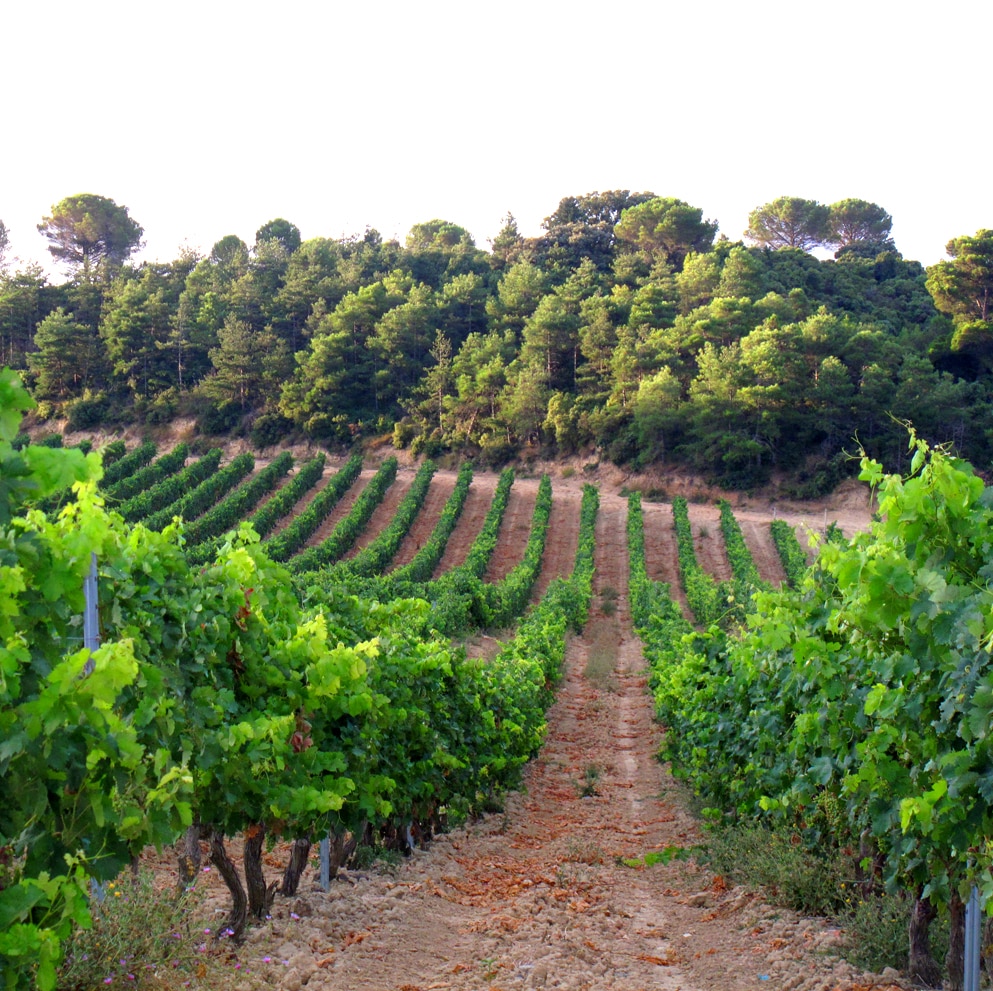 Hacienda El Ternero: El Rioja de Castilla 6