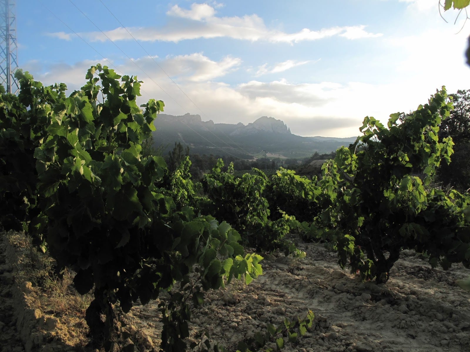 Hacienda El Ternero: El Rioja de Castilla 7