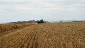 Trigo en La Rioja Alta