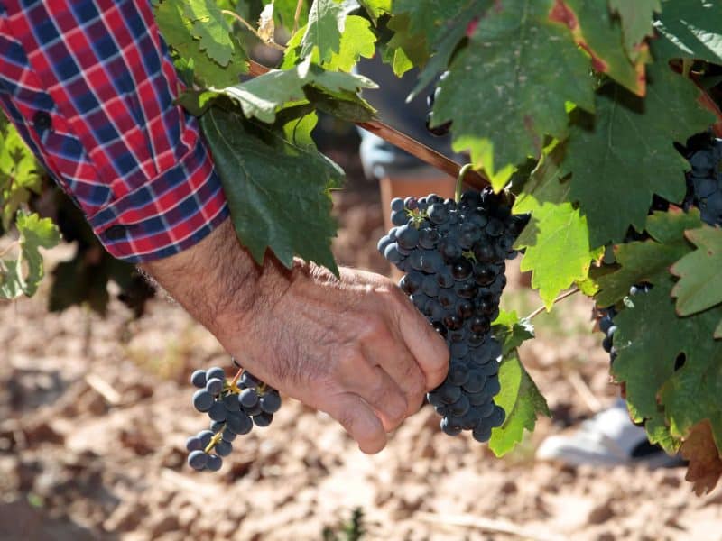 Control de maduración DOCa Rioja