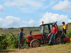 Vendimia en Hormilleja