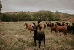 Pastor cabras