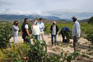 Vendimia en San Asensio