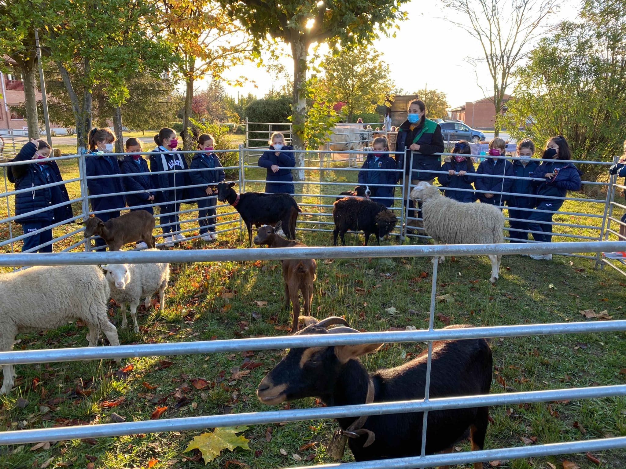 El colegio Alcaste lleva una granja al centro como alternativa a las excursiones escolares en tiempos de COVID 2