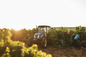 Vendimia en La Rioja Alta