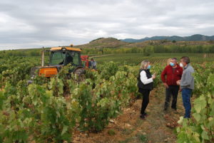 Vendimia en Briñas