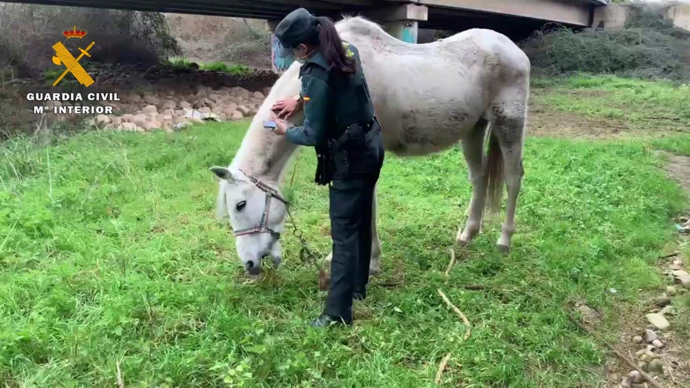 La Guardia Civil investiga a un vecino de La Rioja por abandonar a su caballo 1