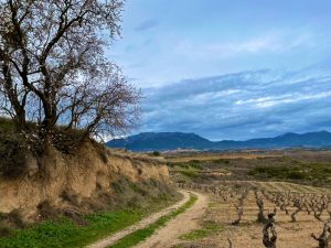 Viñedos Rioja Alavesa