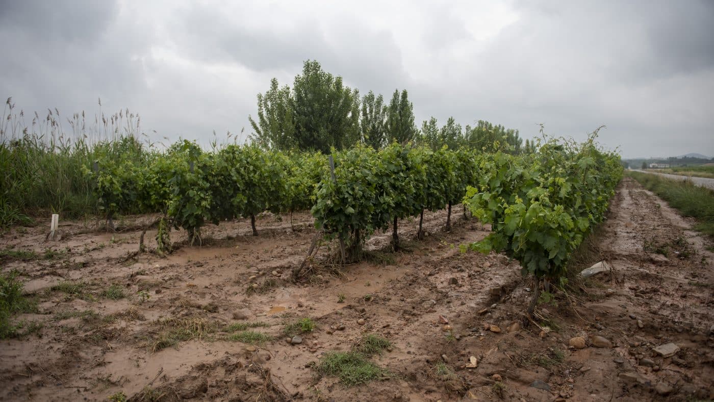 El Gobierno riojano realizará mejoras en Ollauri y Navarrete para favorecer la canalización tras las tormentas 26