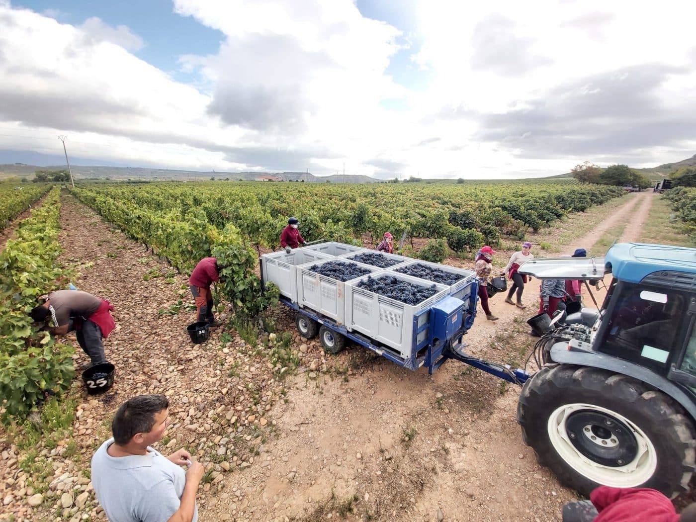 Vendimia en Cenicero