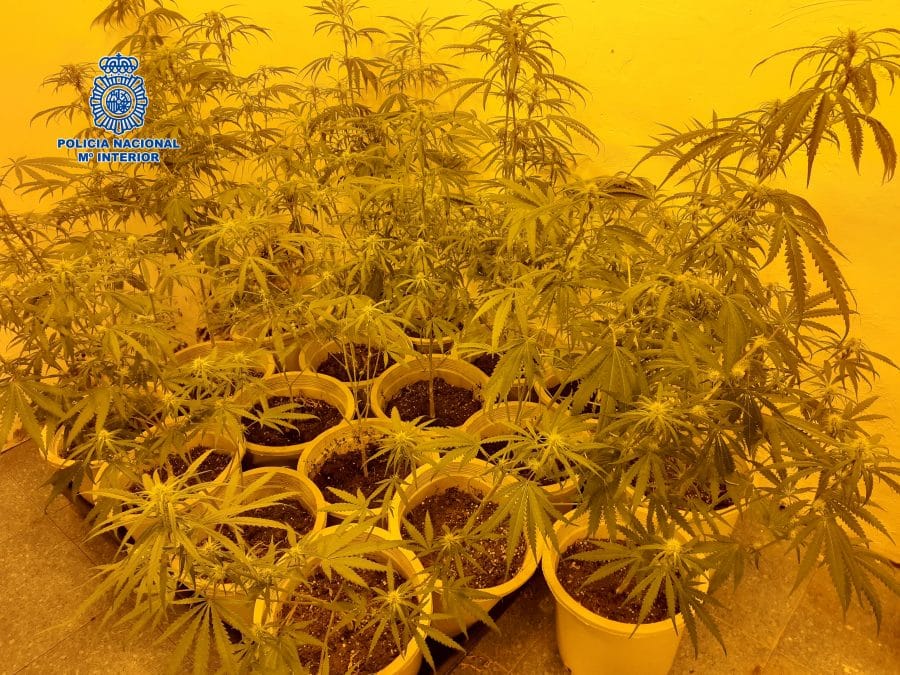 La Policía detiene a cuatro personas tras desmantelar una plantación de marihuana en Logroño 2