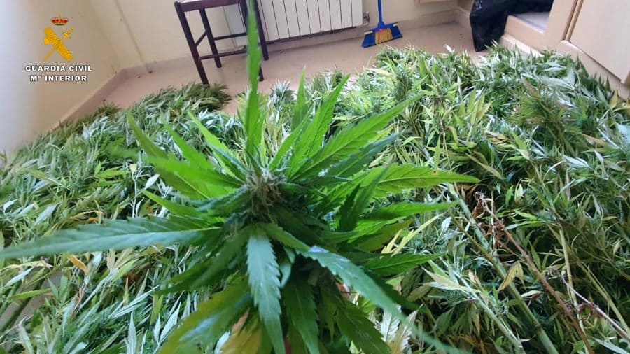 La colaboración ciudadana permite desmantelar una plantación de marihuana en Préjano 2