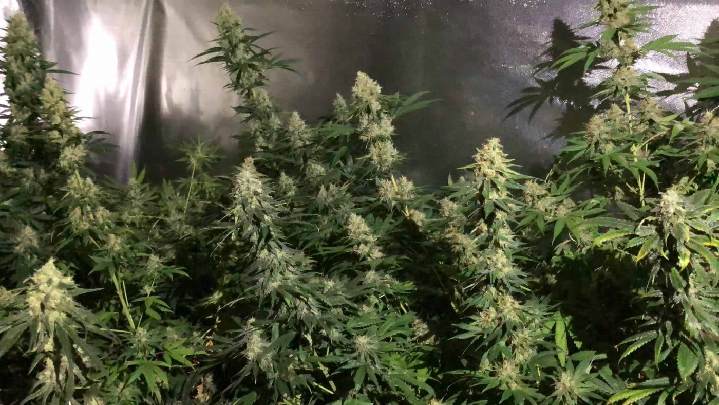 Desarticulado el clan familiar que controlaba el tráfico de marihuana en Calahorra 9