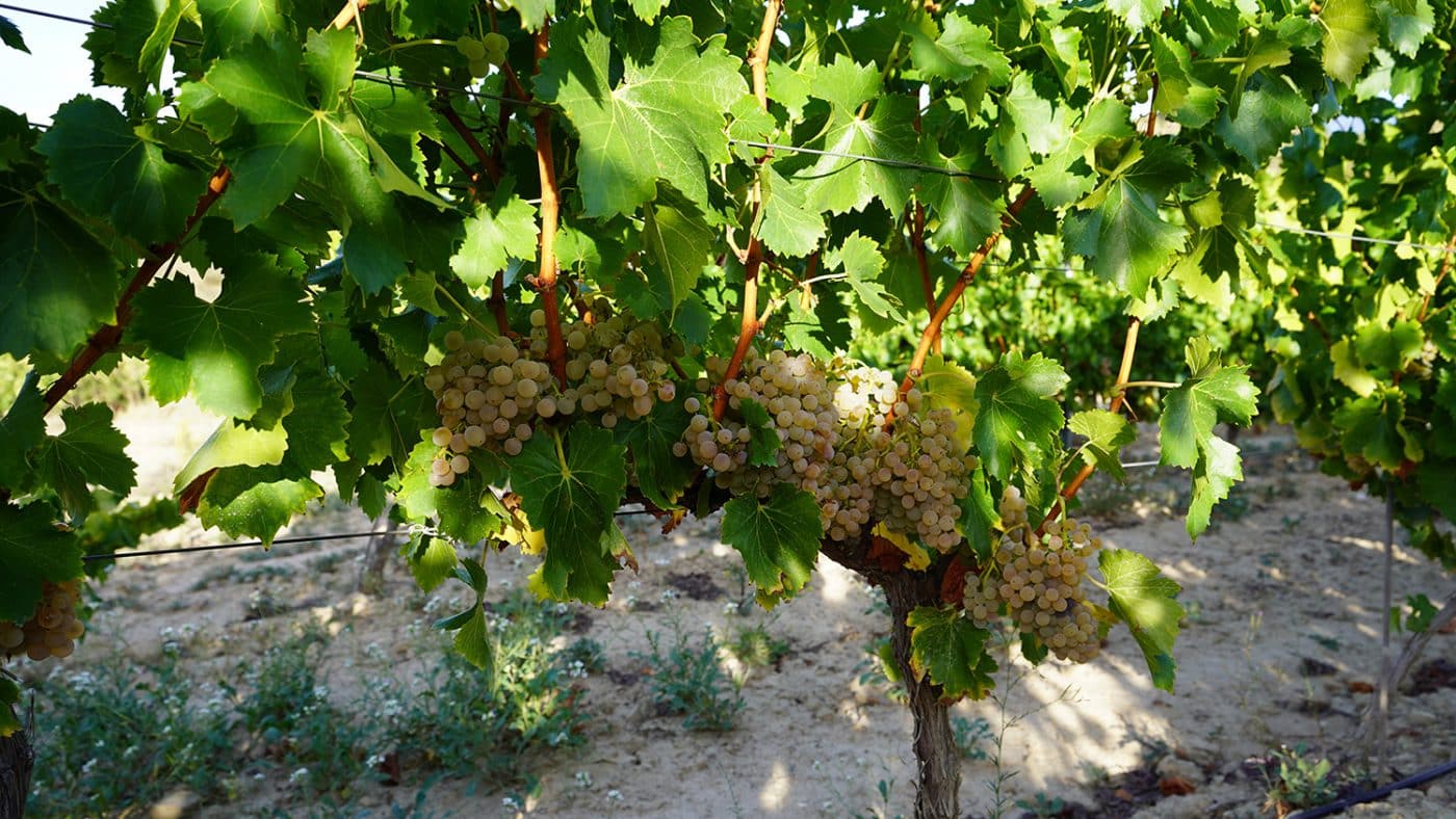 Dominio de Berzal lanza su colección de vinos blancos 'Parcelas' 1
