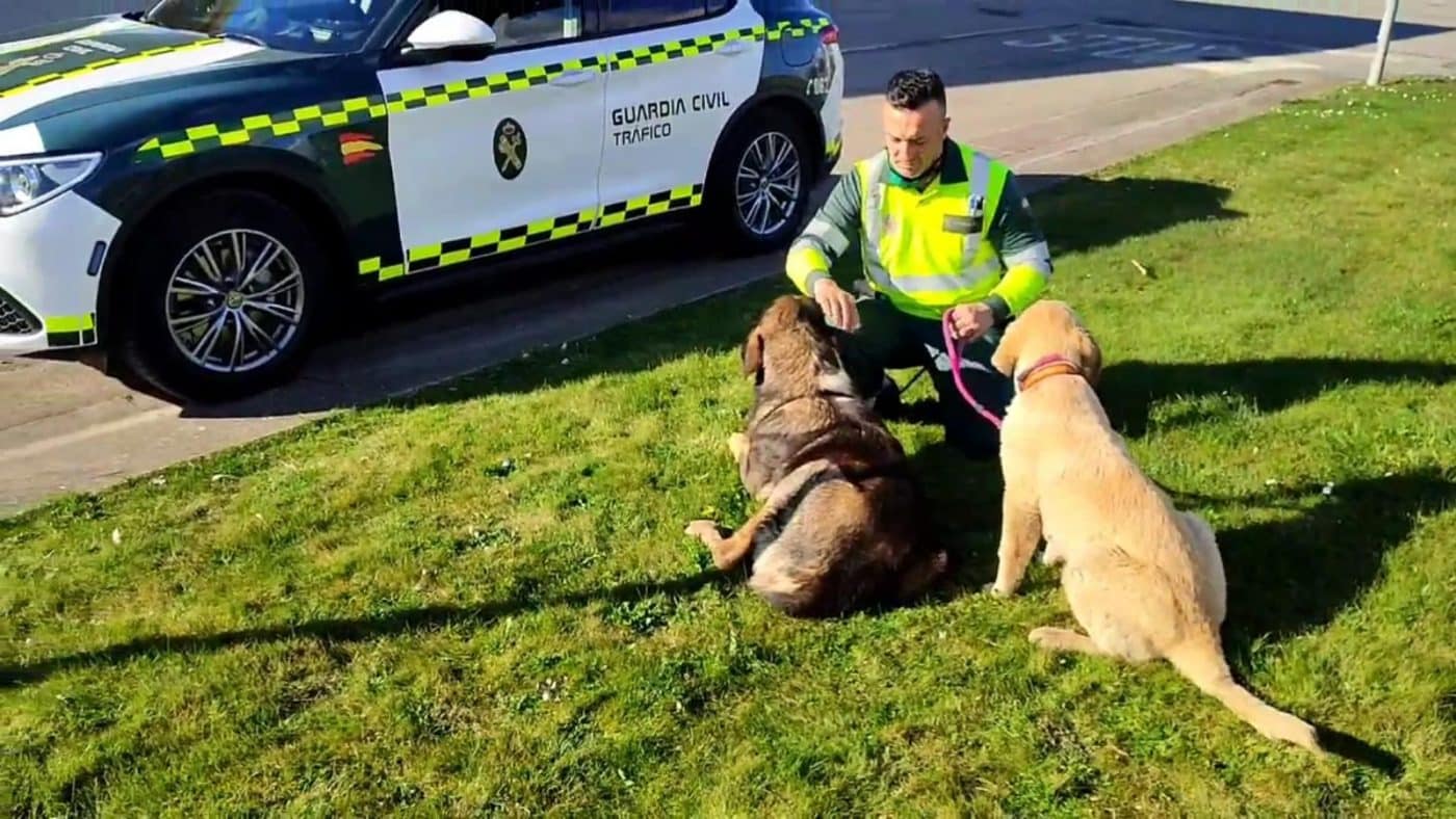 La Guardia Civil en La Rioja rescata a dos perros que deambulaban por la N-111 2