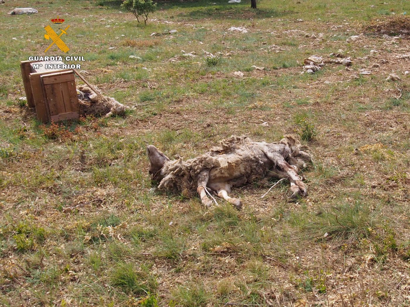 La Guardia Civil investiga a un ganadero por un presunto maltrato animal en Galbárruli 4