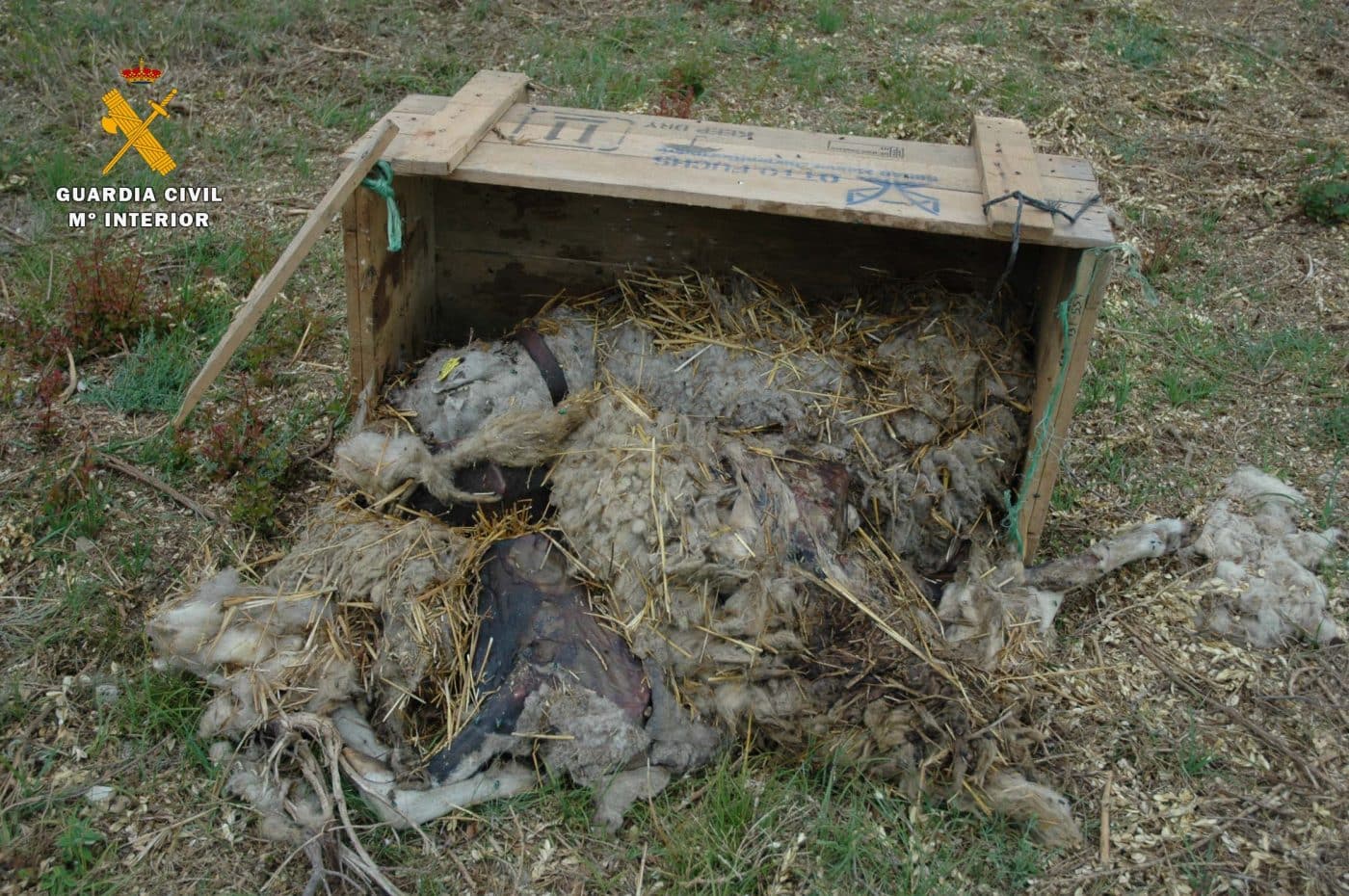 La Guardia Civil investiga a un ganadero por un presunto maltrato animal en Galbárruli 2
