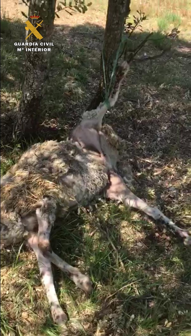 La Guardia Civil investiga a un ganadero por un presunto maltrato animal en Galbárruli 1