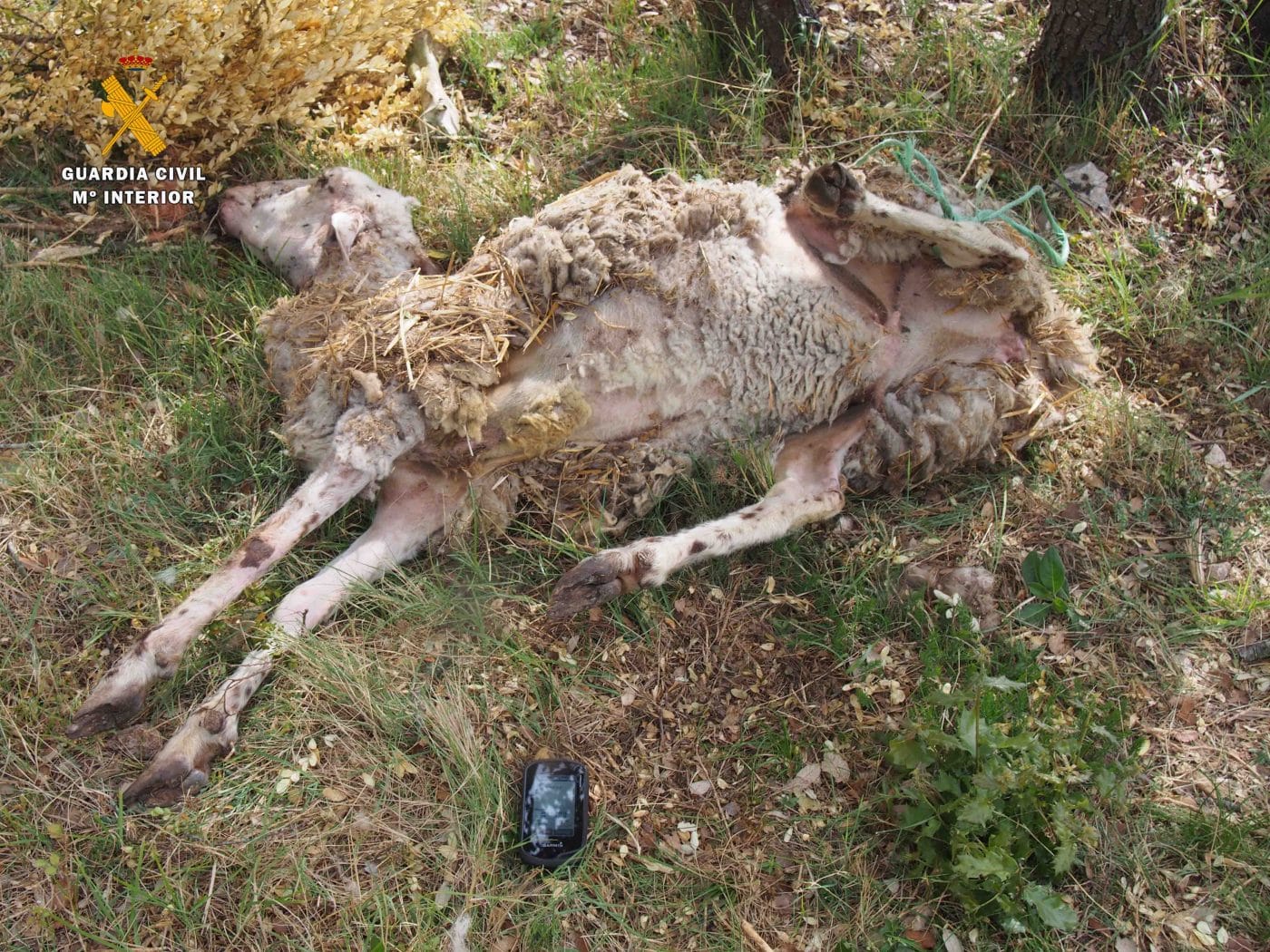 La Guardia Civil investiga a un ganadero por un presunto maltrato animal en Galbárruli 5