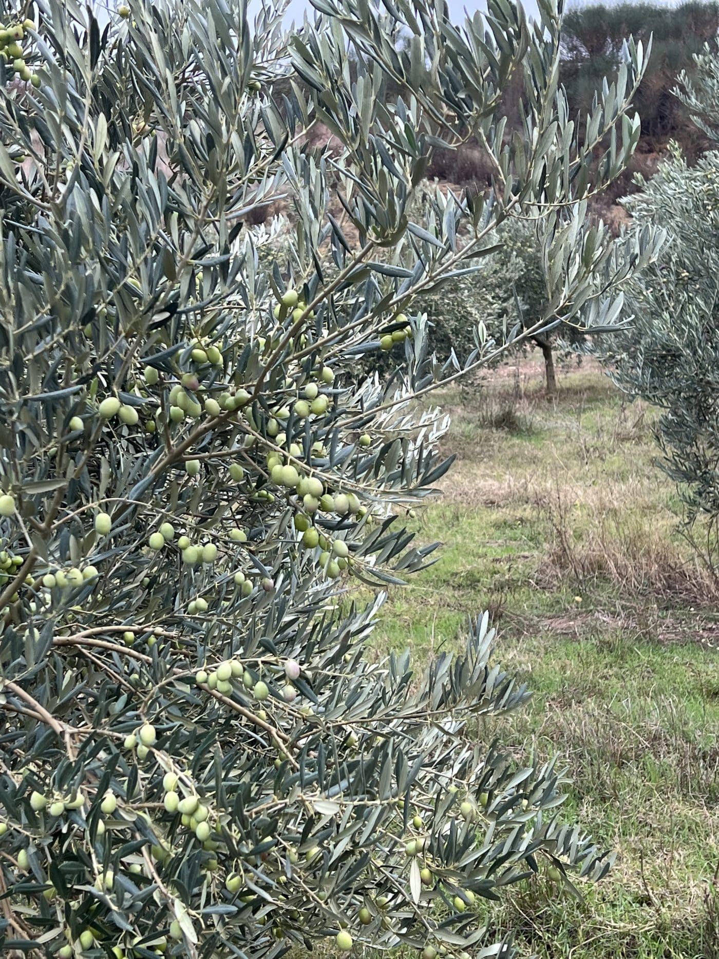 Culmina en Haro la recogida en los olivares de Finca Malzapato 2