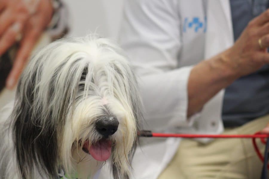 Los pacientes del Hospital San Pedro ya pueden recibir la visita de su perro mascota 1