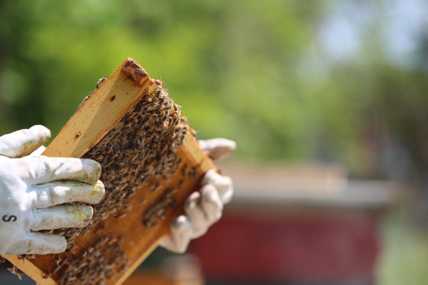 La UAGR pide ayudas para los apicultores riojanos ante su "delicada situación" 1