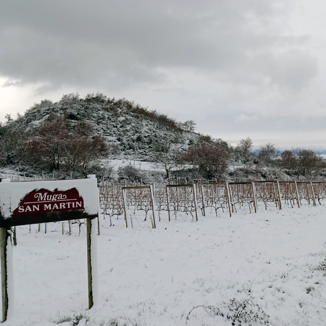 FOTOS: El temporal de nieve deja bellas estampas en viñedos de La Rioja Alta 11