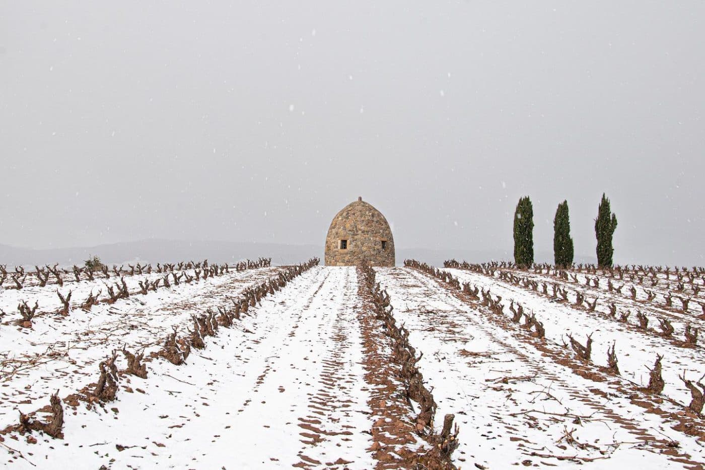 FOTOS: El temporal de nieve deja bellas estampas en viñedos de La Rioja Alta 1