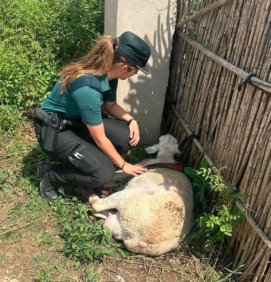 Guardia Civil y Policía Local de Alfaro rescatan a una oveja atrapada en una acequia 1