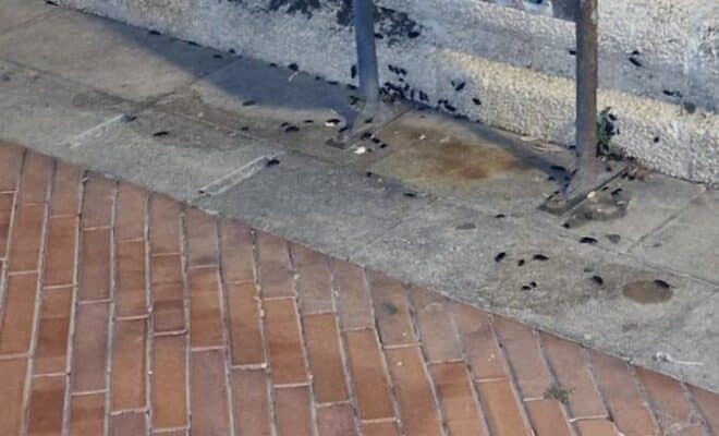 Haro inicia trabajos de fumigación y desinfección para acabar con una plaga de cucarachas 1