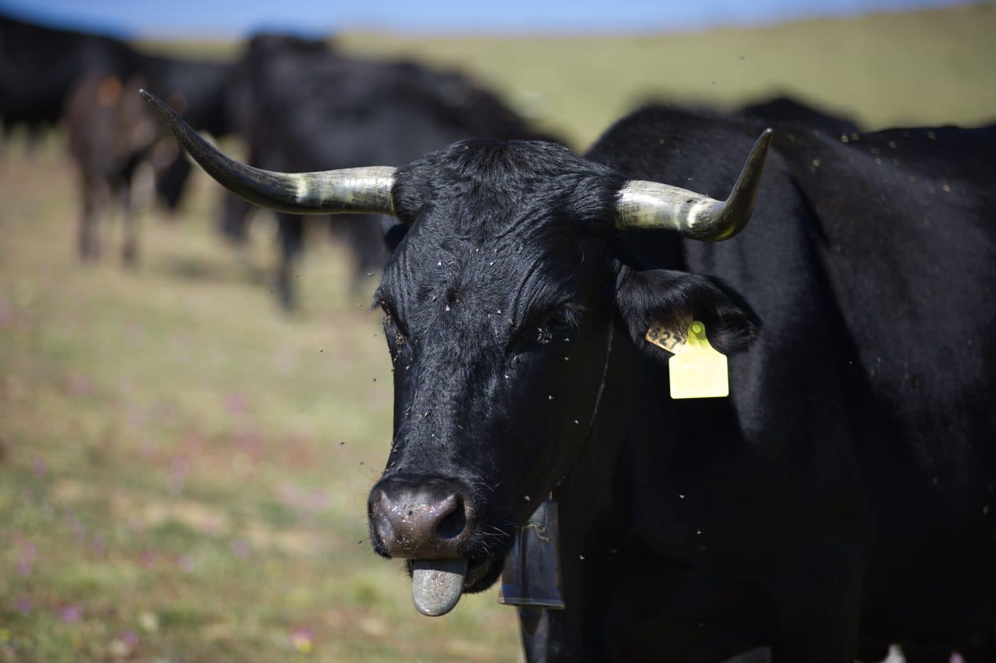 La explotación ganadera de Pazuengos, la primera con certificación ecológica de La Rioja 1