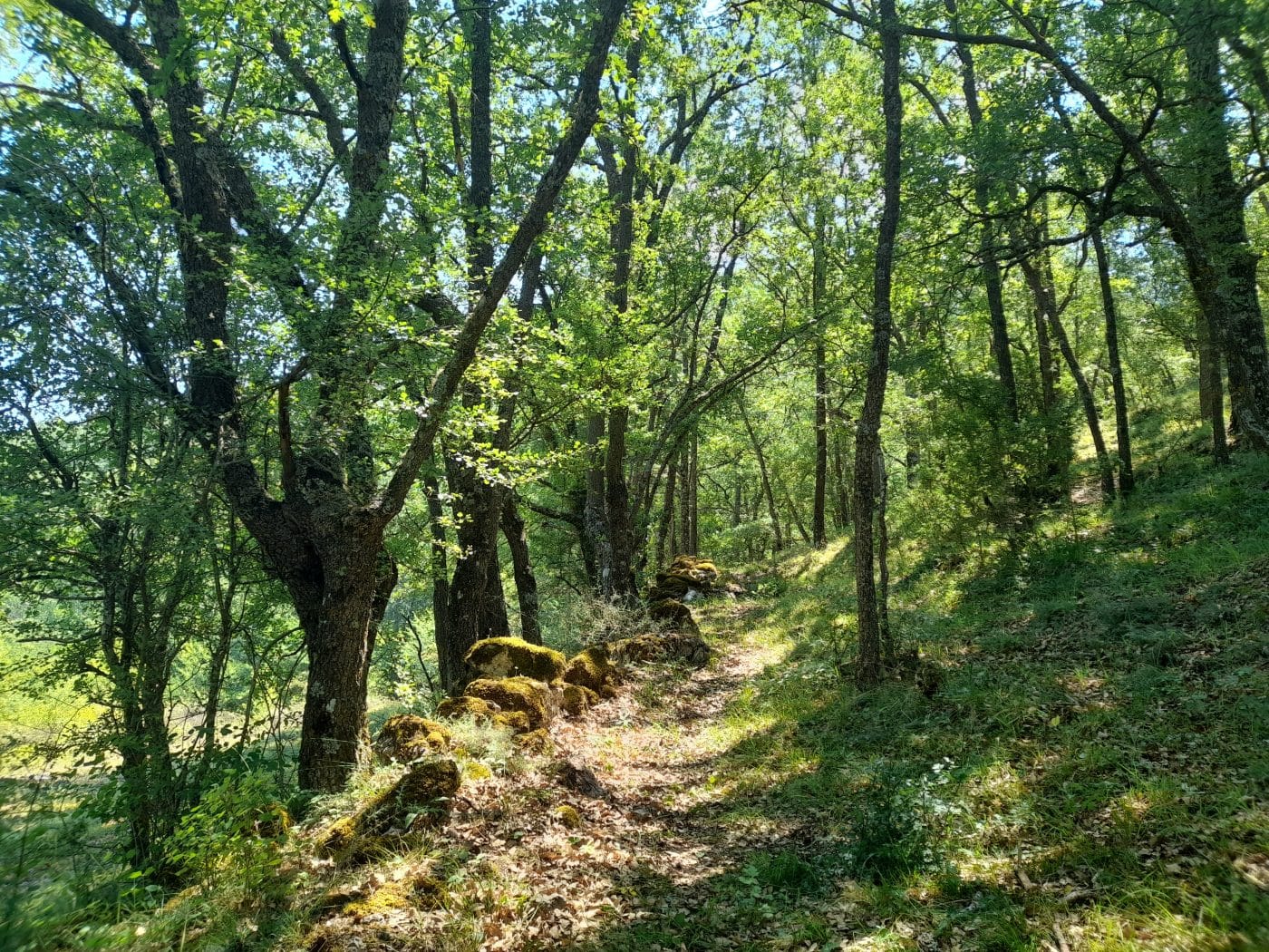 Un paseo guiado por el entorno natural de Ezcaray, entre las propuestas de 'Pasea La Rioja' para este puente 1