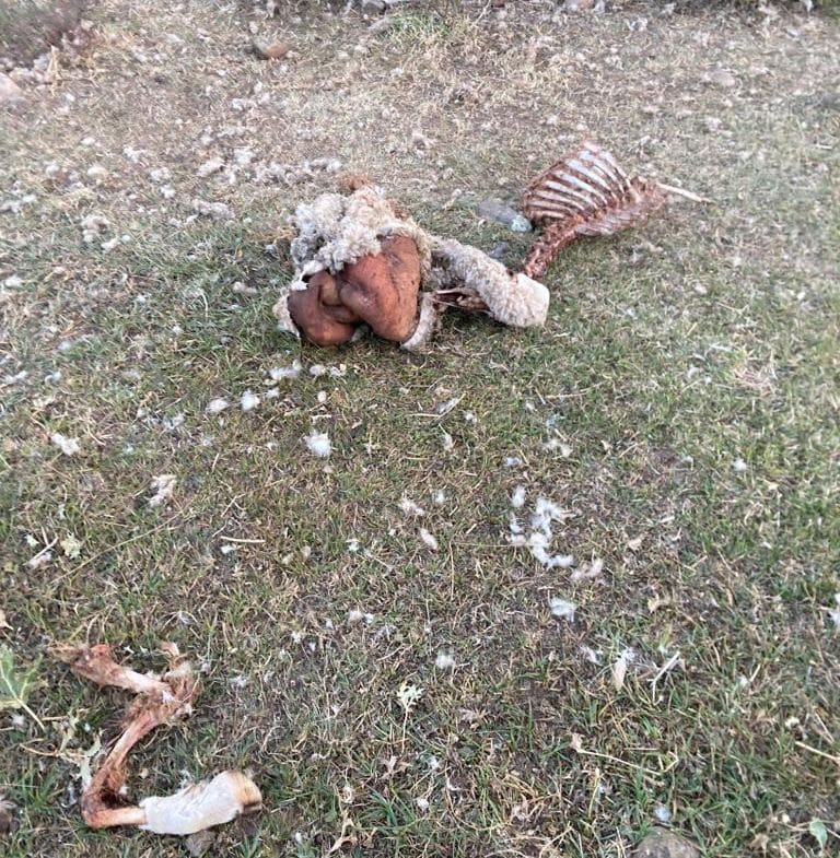 UPA Rioja denuncia un ataque de lobo en Castroviejo: "Su expansión está descontrolada" 4 UPA Rioja denuncia un ataque de lobo en Castroviejo: "Su expansión está descontrolada" 4