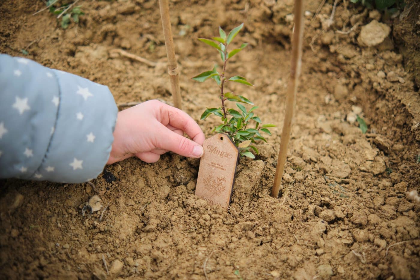 Bodegas Muga y Bosquia se alían para reducir la emisión de CO2 con la creación de un bosque en Haro 1 Bodegas Muga y Bosquia se alían para reducir la emisión de CO2 con la creación de un bosque en Haro 1