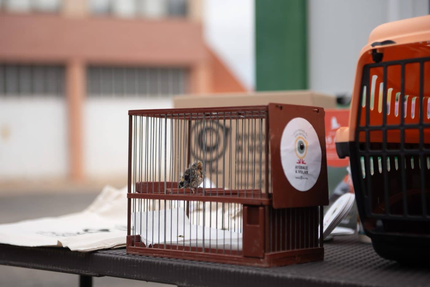 La Rioja busca voluntarios para criar aves huérfanas en la cuarta edición del programa 'Ayúdale a volar' 1