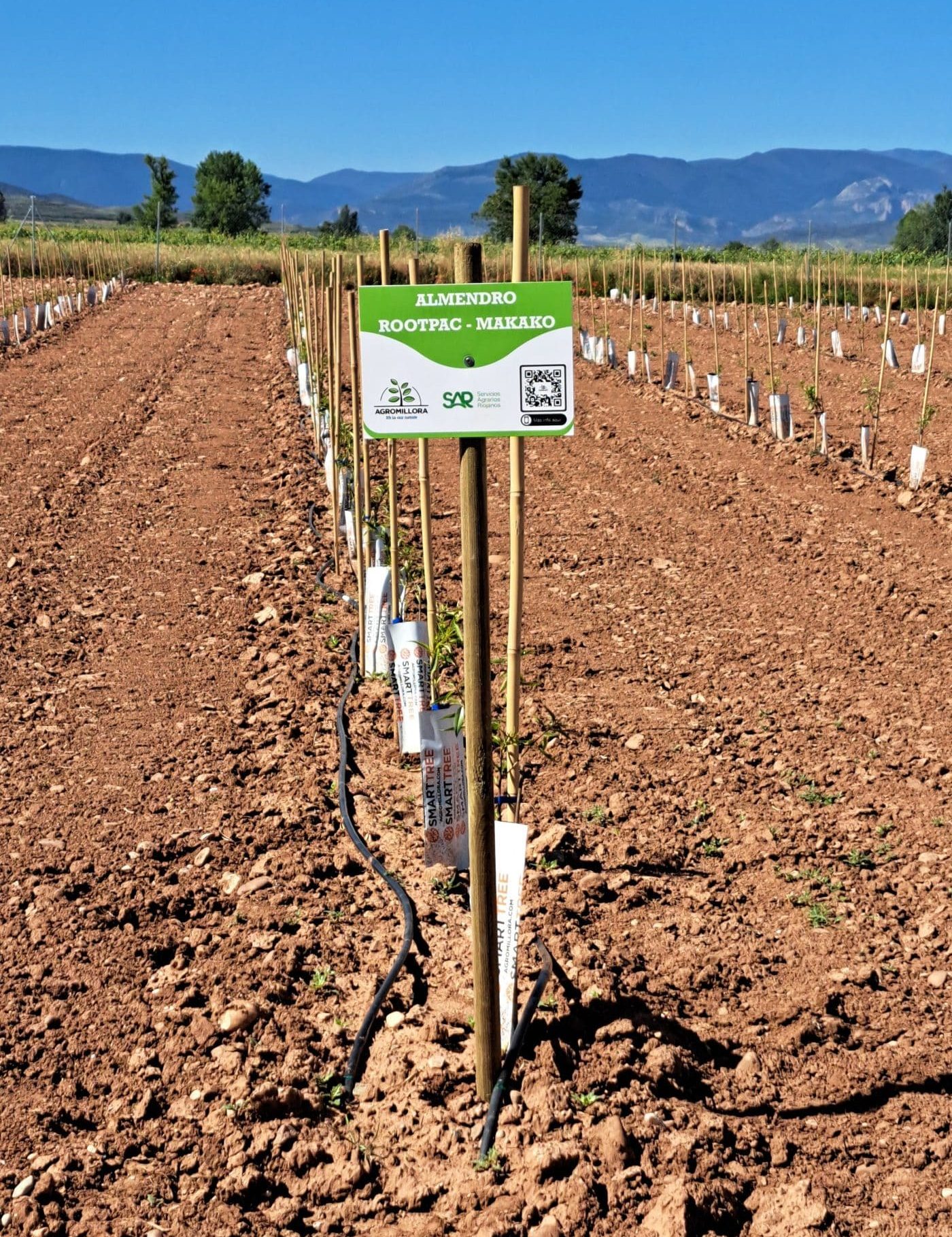 ARAG-ASAJA explora el potencial del almendro y el avellano en La Rioja Alta: prometedores resultados del campo demostrativo 1