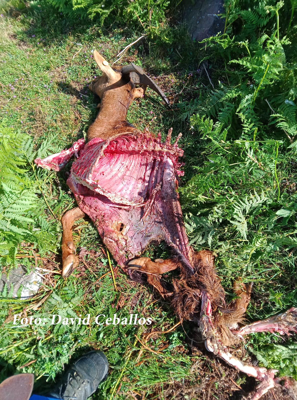 Denuncian el ataque de un lobo en Matute: "Están atacando continuamente en el Alto Najerilla" 1