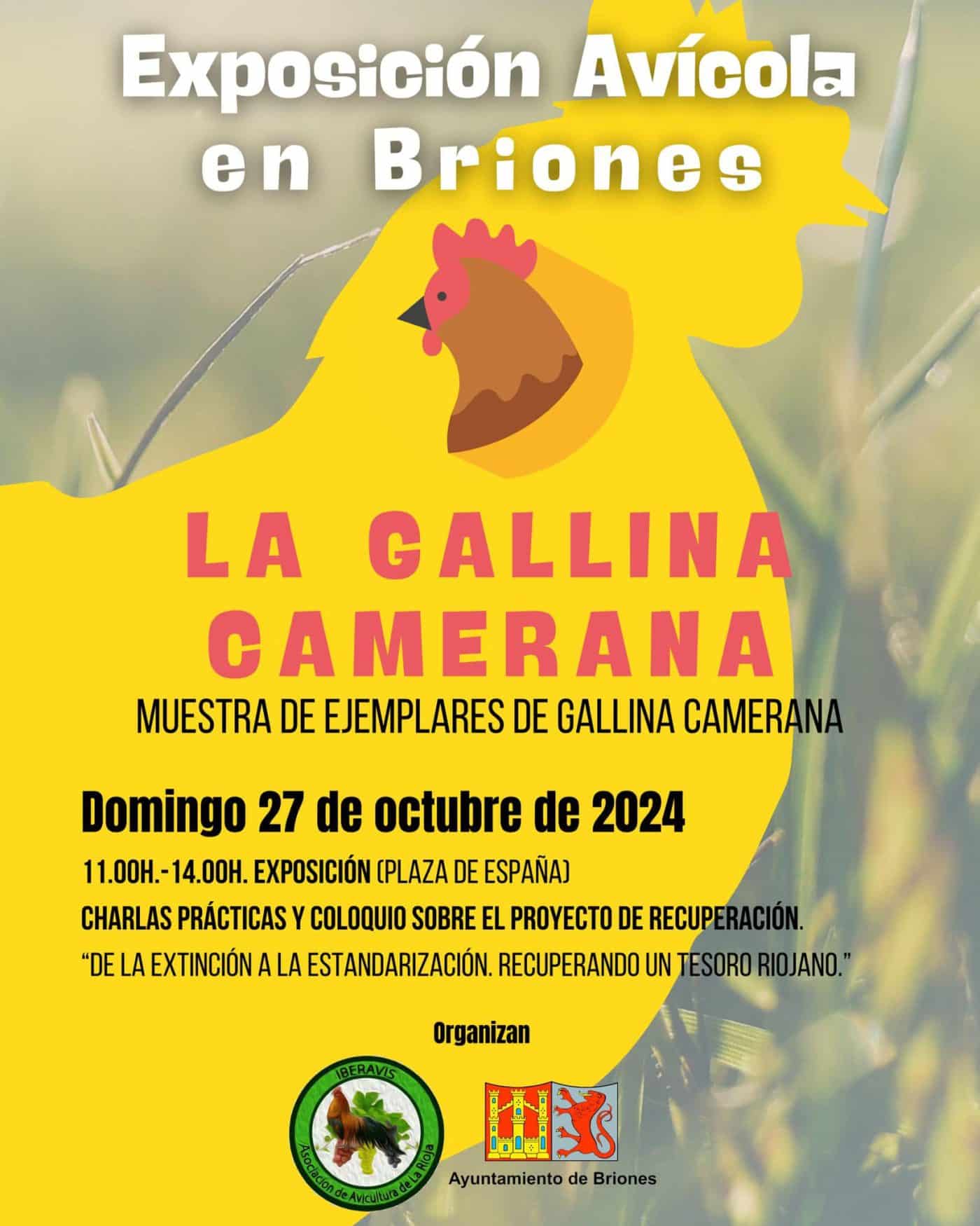 Briones acoge una muestra de ejemplares del proyecto de recuperación de la gallina camerana 1