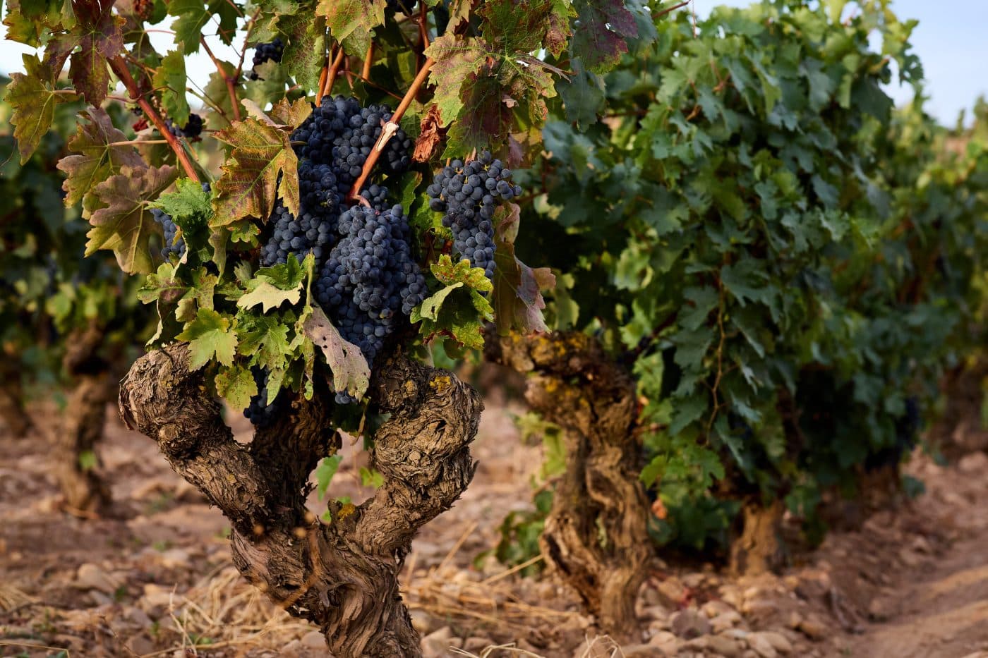 Viñedos del Contino: primeras uvas de residuo cero certificadas en España 2 Viñedos del Contino: primeras uvas de residuo cero certificadas en España 2