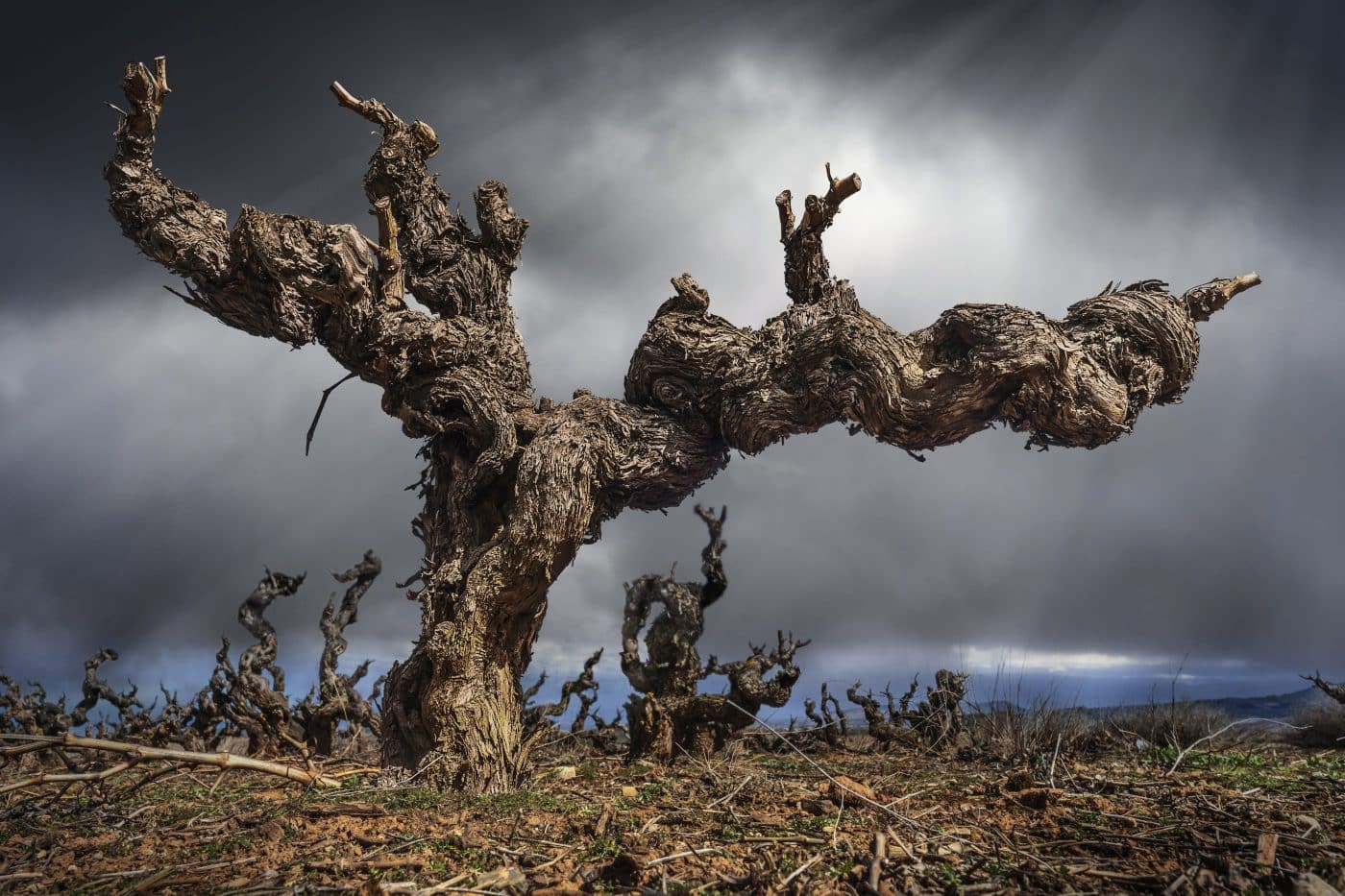 'Winter Grafic 3', del esloveno Boris Godnic, primer premio del Concurso de Fotografía 'El Rioja y los 5 Sentidos' 1 'Winter Grafic 3', del esloveno Boris Godnic, primer premio del Concurso de Fotografía 'El Rioja y los 5 Sentidos' 1