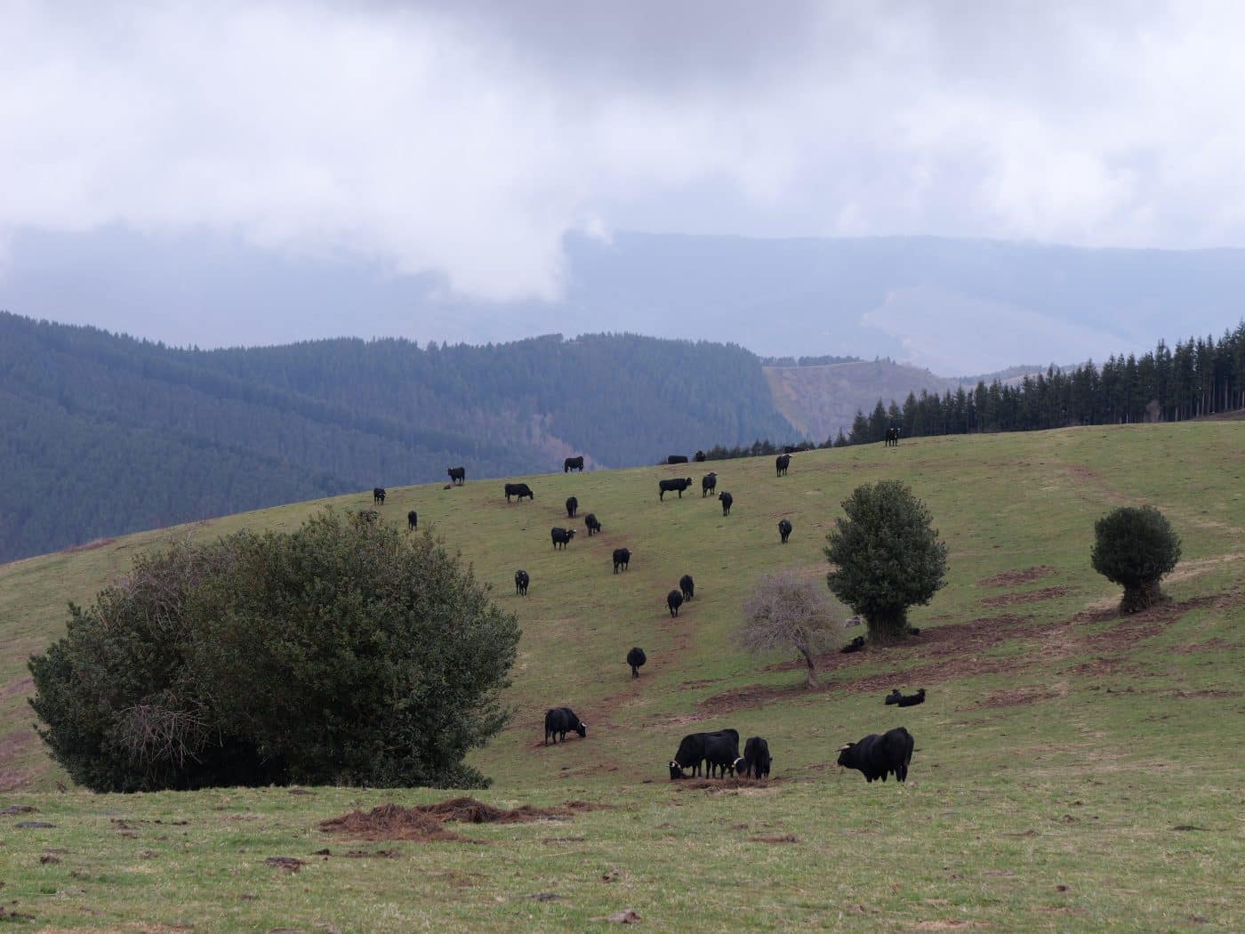 La Rioja destina casi 400.000 euros a mejorar la ganadería ecológica en Pazuengos 1