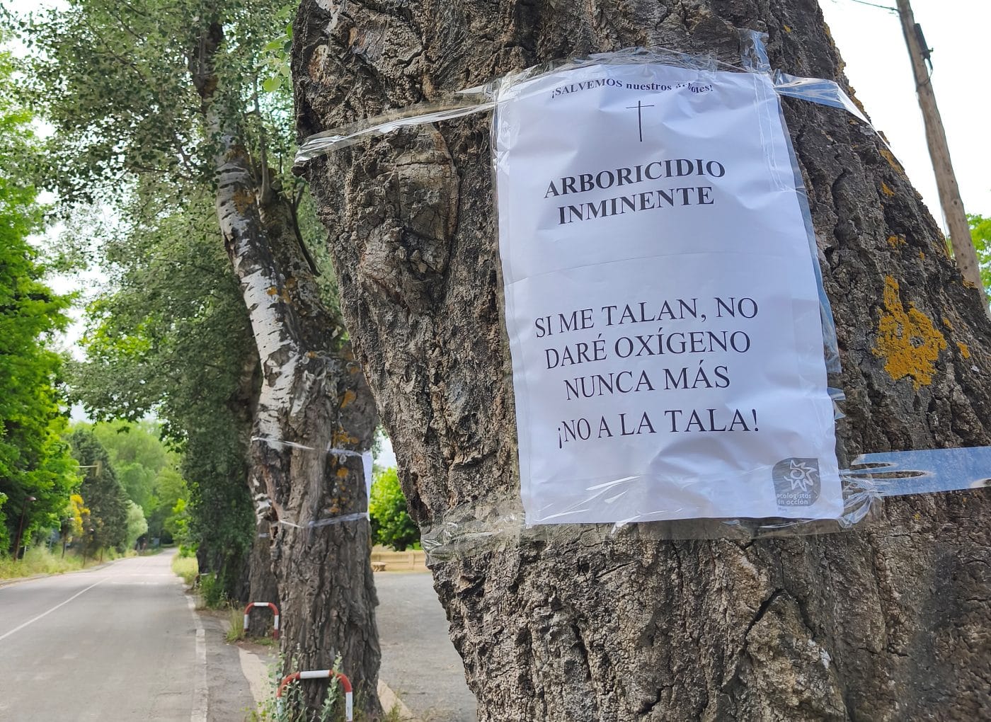 Ecologistas en Acción de Haro critica que el Gobierno riojano rechace la protección de los álamos centenarios de la avenida Bretón de los Herreros 1 Ecologistas en Acción de Haro critica que el Gobierno riojano rechace la protección de los álamos centenarios de la avenida Bretón de los Herreros 1