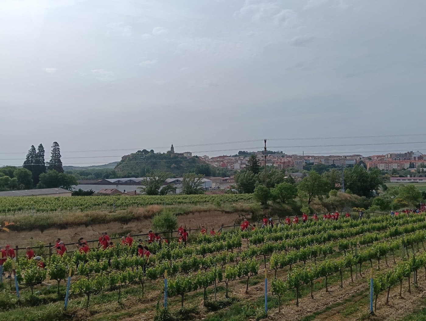 Más de 500 participantes en la II Carrera Solidaria Viña Pomal en Haro 5 Más de 500 participantes en la II Carrera Solidaria Viña Pomal en Haro 5